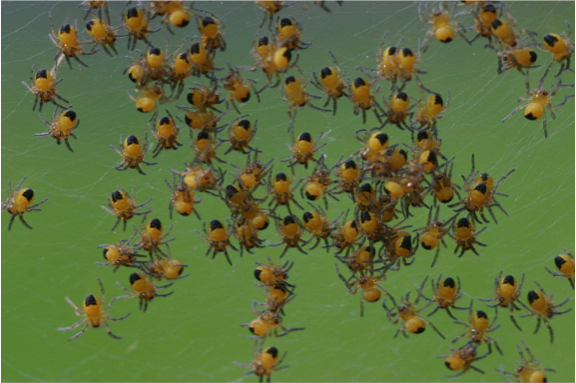 Bee hive Bee hive